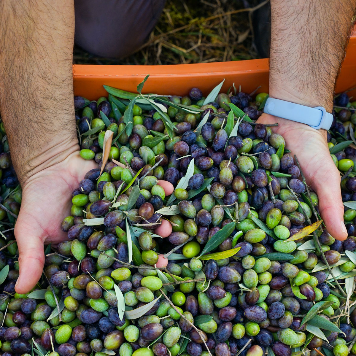 Olio Extra Vergine di Oliva - Autentico Gusto Toscano in Formati Vari - immagine 2